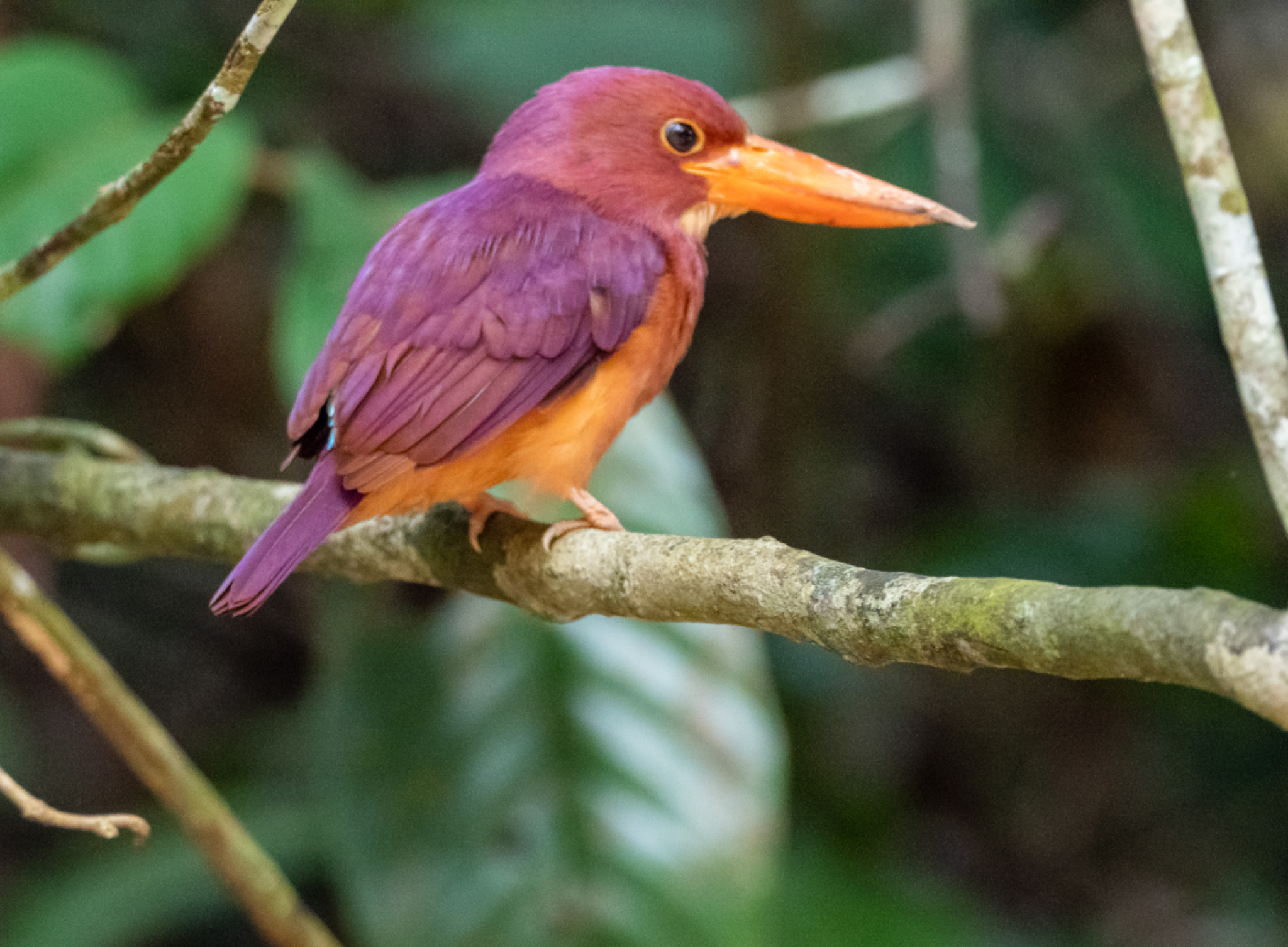 Ruddy Kingfisher